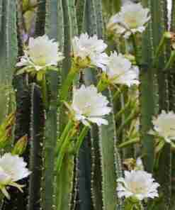 Night Blooming Cactus